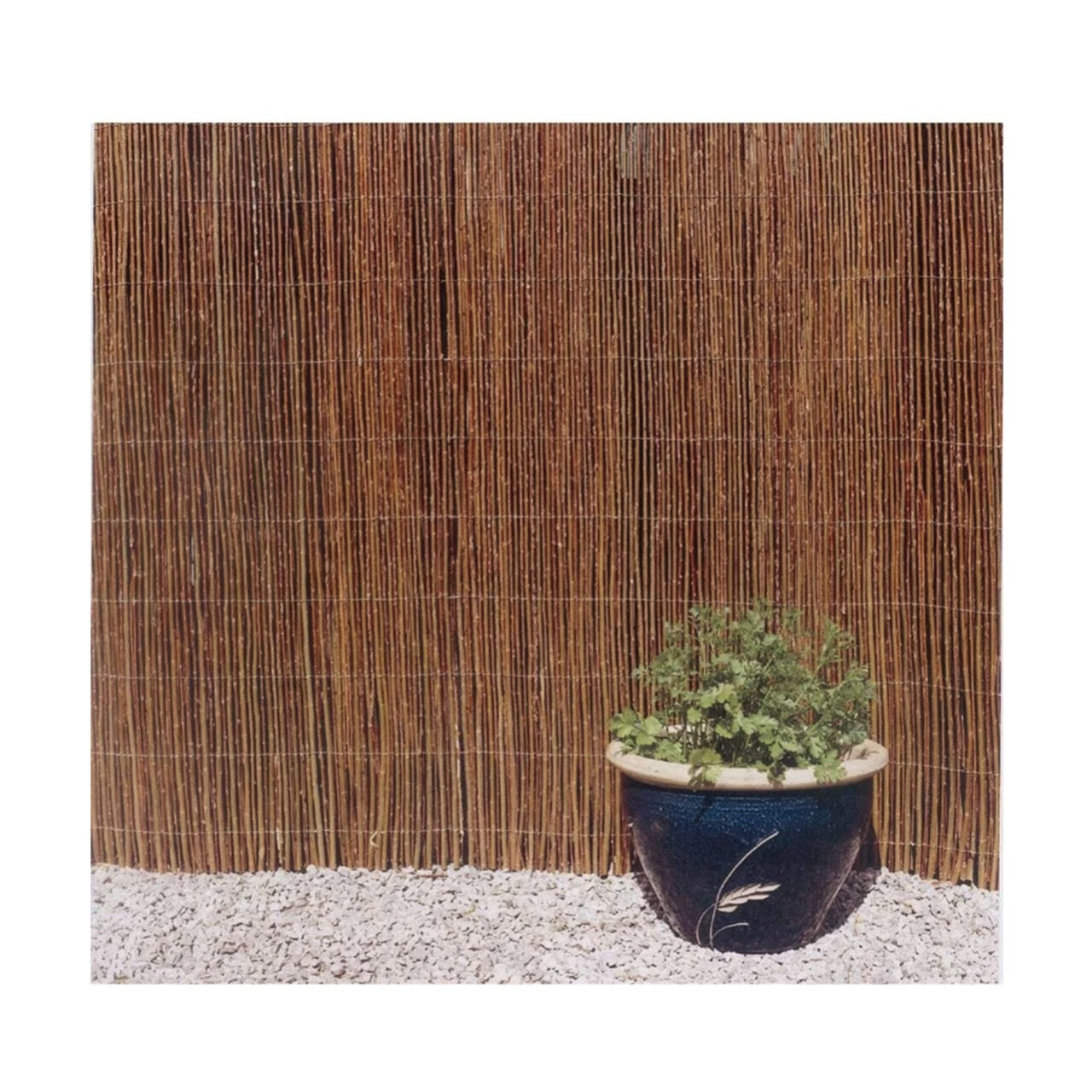 Gard gradina/paravan din rachita naturala, 5x2 m