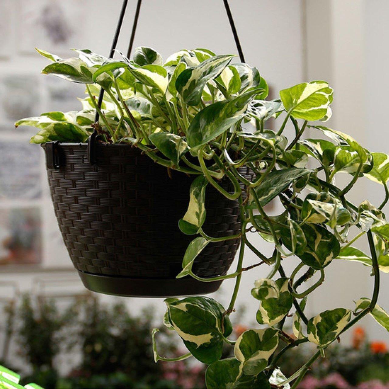 Ghiveci decorativ cu lant, Prosperplast, Rato Round, rotund, maro, 24.3x16 cm