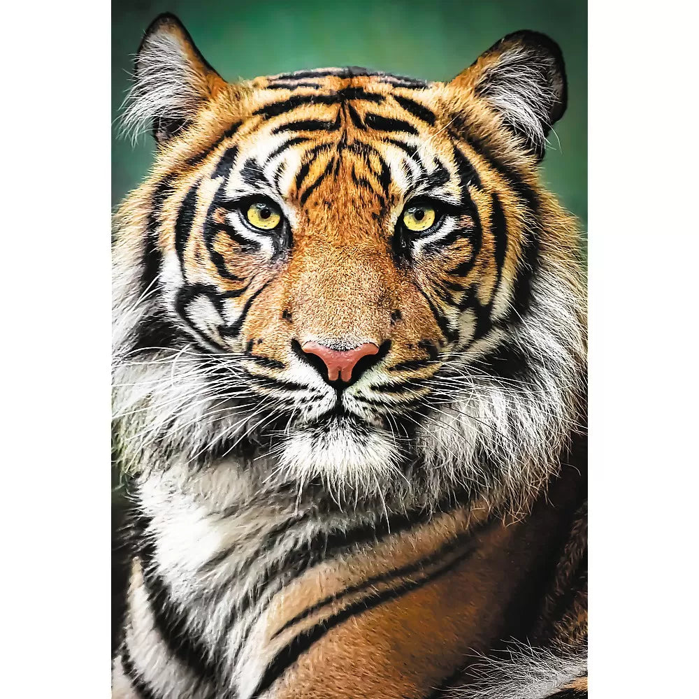 Puzzle trefl 1500 tigris portré